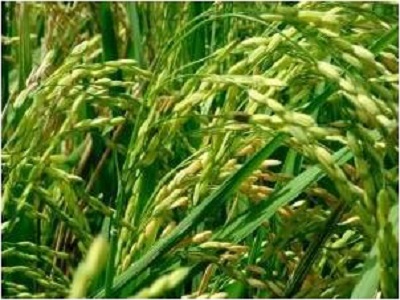 Asian Rice